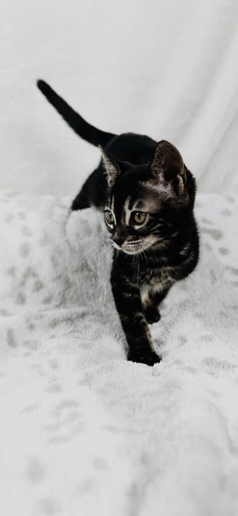 Charcoal Bengal Kitten for sale Miss Moodys Bengals